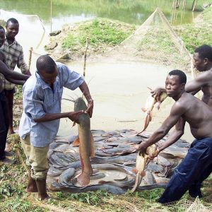 Des-bénéficiaires-du-FNM-en-pleine-activité-de-pêche-300x300